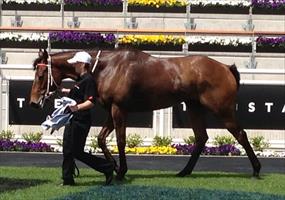 Promising stayer Leebaz...